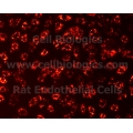 Rat Primary Thyroid Microvascular Endothelial Cells